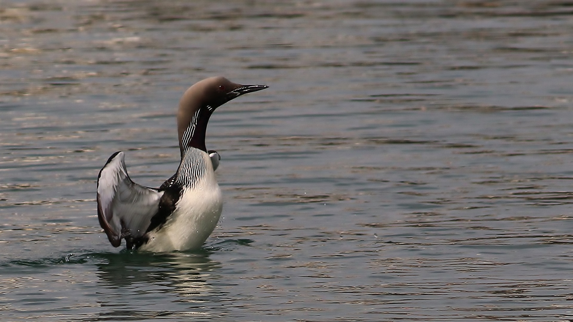 Arctic Loon